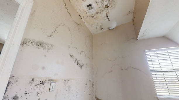 Best Crawl Space Mold Remediation  in Vermillion, SD