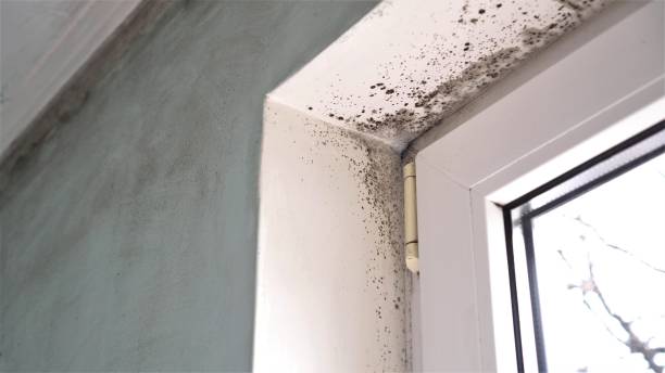 Best Airborne Mold Testing  in Vermillion, SD
