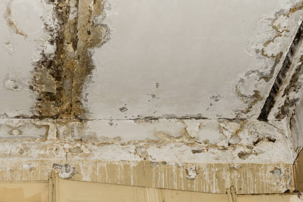 Best Comprehensive Air Testing for Mold Contaminants  in Vermillion, SD