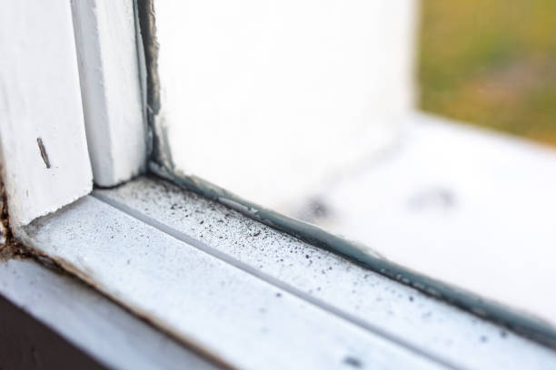 Best Forensic Mold Investigation  in Vermillion, SD
